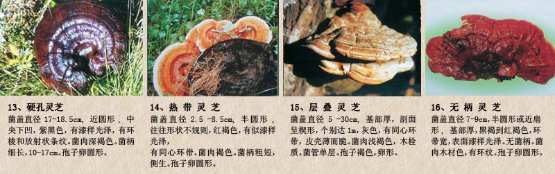 圖片關鍵詞 圖片關鍵詞