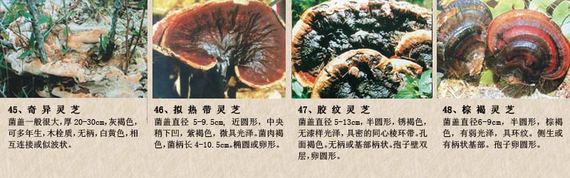 圖片關鍵詞 圖片關鍵詞